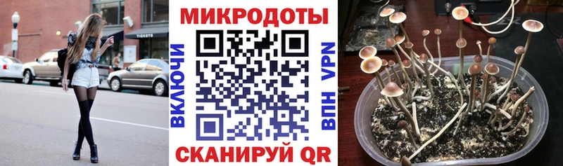 цены наркотик  Порхов  Псилоцибиновые грибы Cubensis 